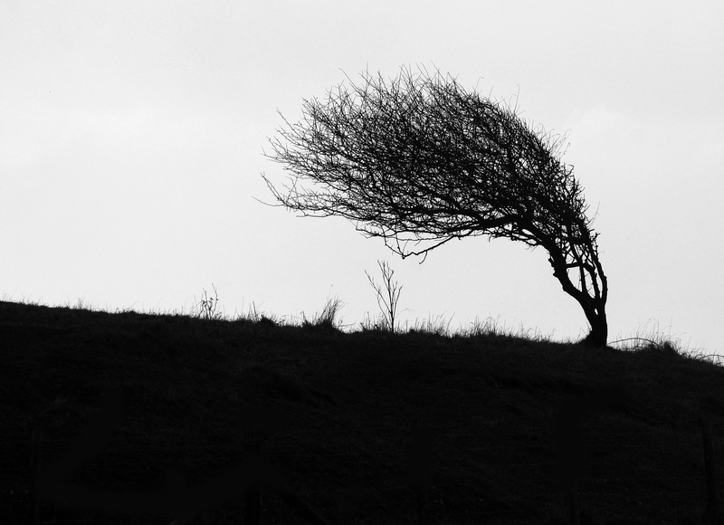 day, growth, 1080P, non-urban scene, tranquility, outdoors, cliff top, tranquil scene, beauty in nature, field, wind, no people, windswept, bleak, animal themes
