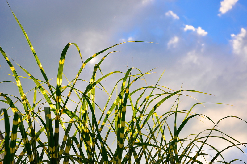 beauty In Nature, springtime, rural scene, outdoors, sunlight, cloud - Sky, hardy, trending, cereal plant, corn - crop, tall, low angle view, crop, no People