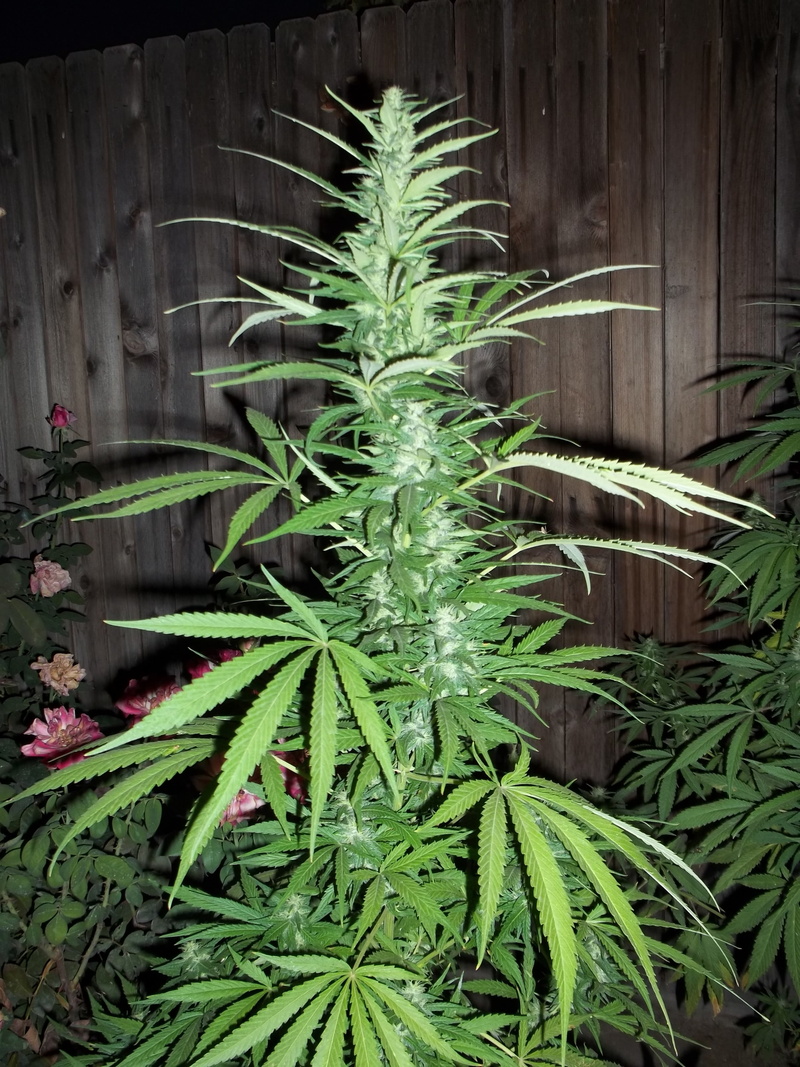 green color, 4K, day, leaves, ganja grow, weed, cannabis plant, plant, herb, outdoors, close-up, drugs, photo, food and drink, freshness, healthcare and medicine