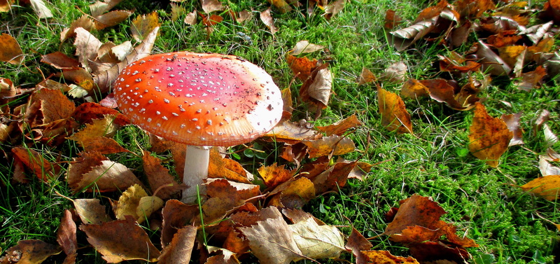 toadstool, no people, 2K, beauty in nature, nature, mushroom, outdoors, plant, symbol of good luck, close-up, fly agaric mushroom, Fly Agaric, plant part