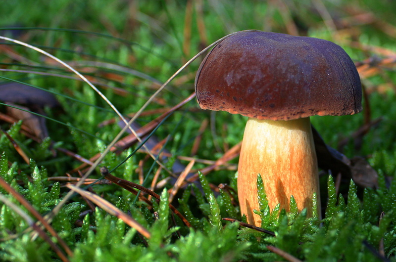 freshness, suchohríb, outdoors, mushroom, Jesen, fly agaric, hriby, 4K, surface level, day, vegetable, nature, hubacka, fly agaric mushroom, toadstool