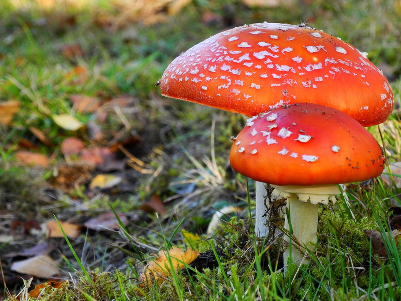 mushrooms, outdoors, day, poisonous, fly agaric mushroom, no people, field, close-up, mushroom group, green, food and drink, nature, mushroom, focus on foreground