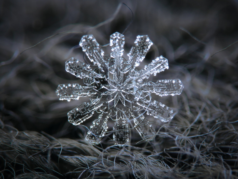 frozen, day, dew, outdoors, extreme weather, crystal, fragility, winter, cold temperature, Detailed, Snow Flakes, selective focus, snow, plant, focus on foreground