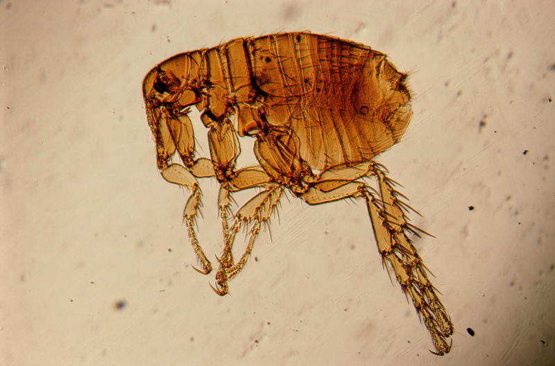 animal body part, animal, arthropod, brown, under the microscope, outdoors, flea, land, insects, directly above, marine, animals in the wild, no people