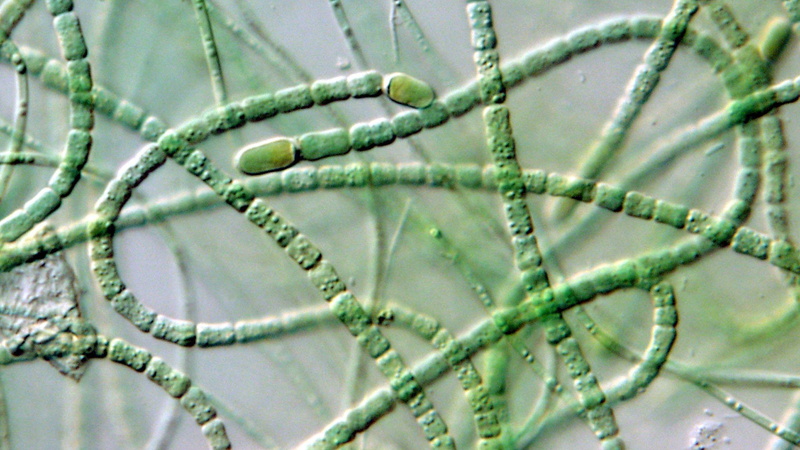 microscopic, 1080P