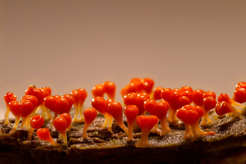 red, mushroom, freshness, tomato, single celled organisms, bell pepper, fruit, slime mold, wellbeing, vegetable, trichia decipiens, photo, pepper, indoors