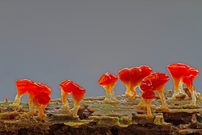 animal themes, studio shot, amoeba, healthy eating, slime mold, food, nature, red, trichia decipiens, group of animals, single celled organisms, group of objects
