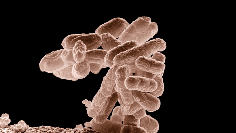 1080P, Escherichia coli, Photography