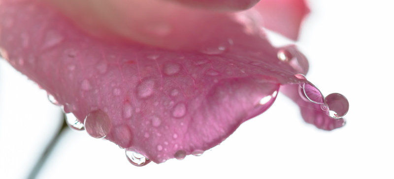 flower, macro, Raindrops, water, photography, roos, Petal, macro photography, Rose, droplets, regen, water droplets, close-up, nature, 5K, drop, rain