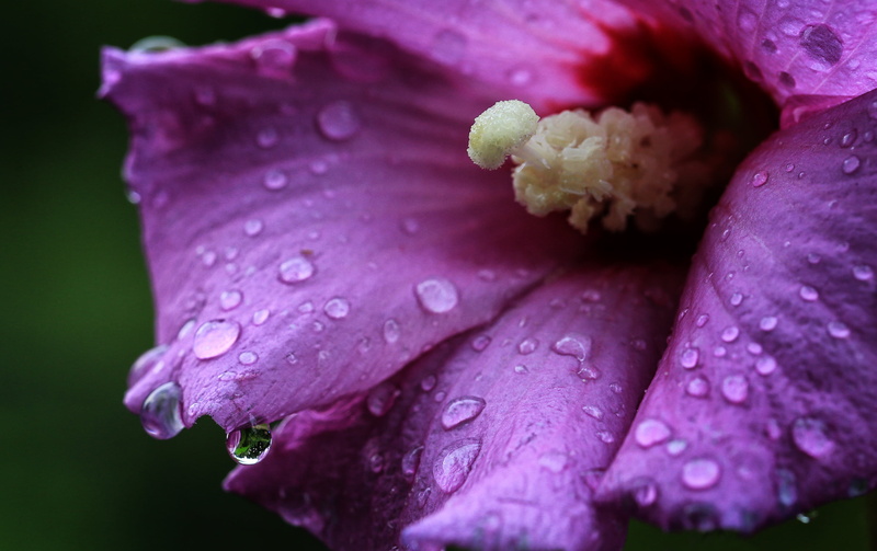 Macro, purple flower, 2K, raindrops, single Flower, Malvales, close-up, Canon EF, flower Head, nature, Regen, flower, USM, beauty In Nature, f/2, purple