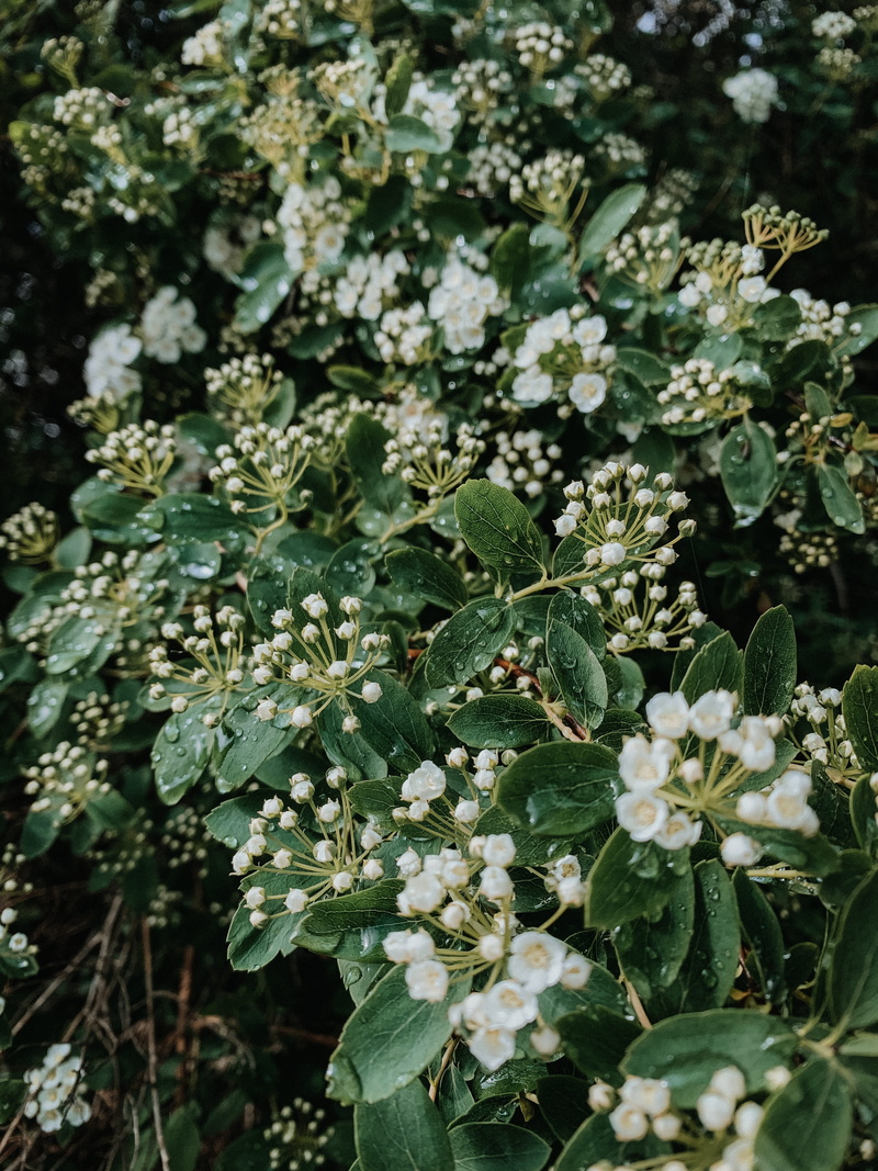 weiss, frühling, vase, outdoors, apiaceae, pattern, garten, garden, rain, plant part, blossom, freshness, vulnerability, acanthaceae, rainy, no people