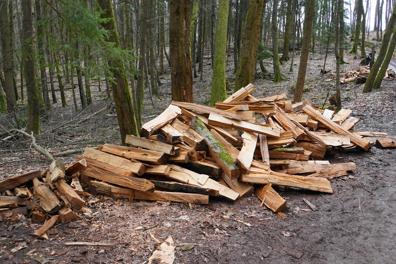 tranquility, land, wood - material, trunk, log, lumber industry, wood in the forest, heat, deforestation, large group of objects, firewood, outdoors, pine woodland