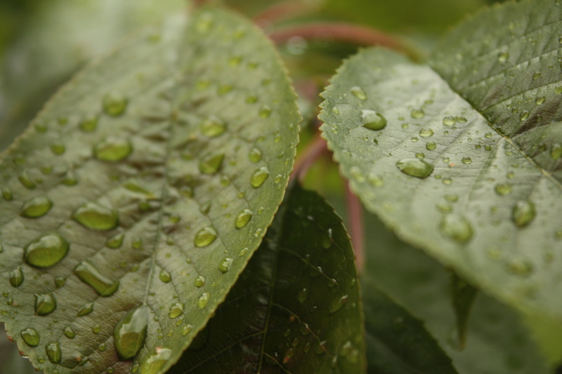 on top, Trees, top, macro, water, 4K, nature, Cry, Crying, rain, Regen, selective, raindrop, dew, lead plant, green Color, green, close-up, plant, lead