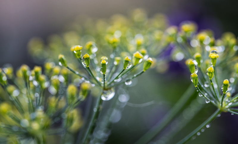natural light, nature, Dill, plant, outdoor, Makro, flower, freshness, macro, bokeh, bloom, drop, yellow, droplets, close-up, Regen, summer, green Color