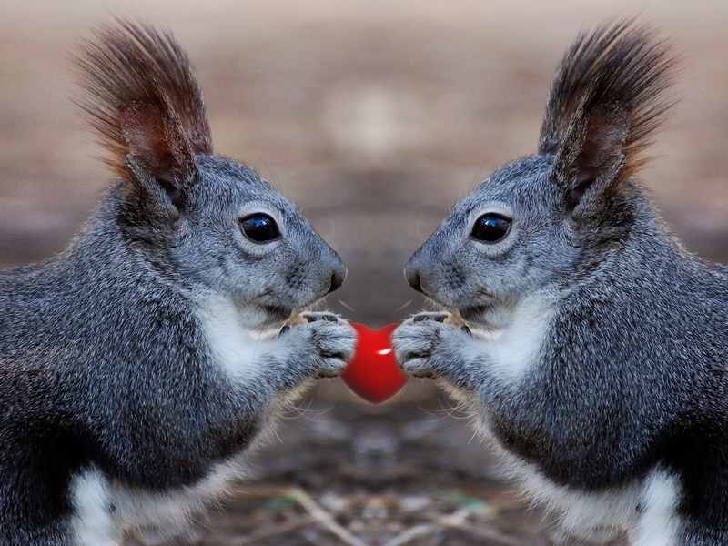 outside, nature, romantic, 2K, love, feeding, animal head, cute, squirrel, food, photography, rabbits, no people, animal, heart, close-up, two animals