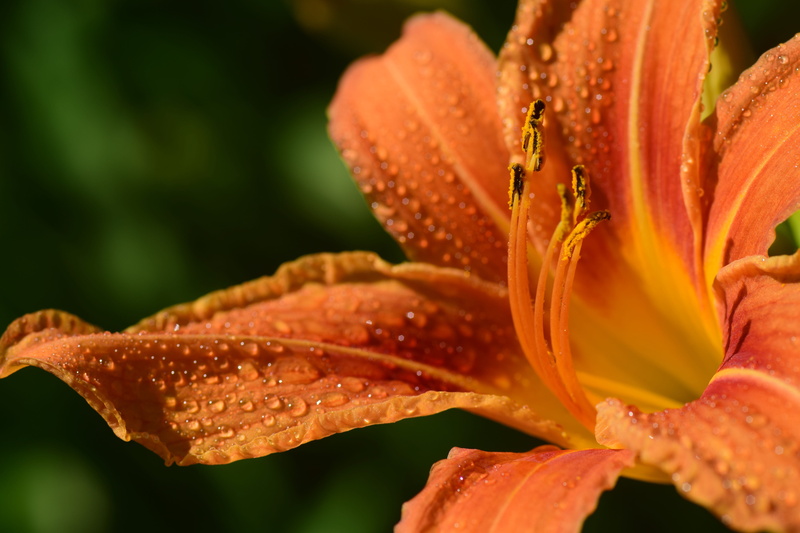 daylily, beautiful, flowering plant, close-up, blossom, plant, flower head, blossoms, no people, nature, vulnerability, petals, drop, dewdrop, drip, orange day lily