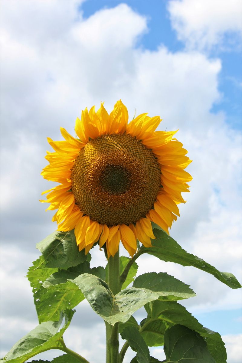sunflower seeds, flower head, sunny, petal, leaf, garden plant, vulnerability, petals, freshness, growth, garden, enlarge view, pollen, big flower, sunflower