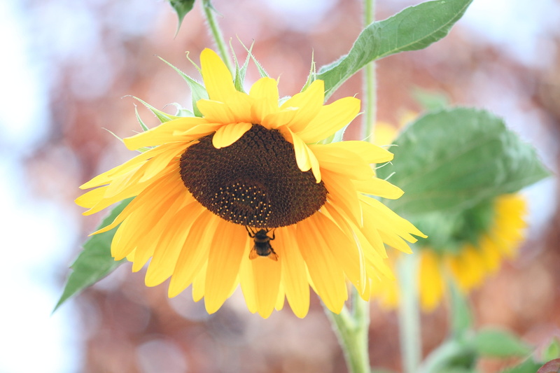 flower head, yellow flower, helianthus, focus on foreground, sunflower, springtime, flower, outdoors, plant, pollination, close-up, freshness, colorful