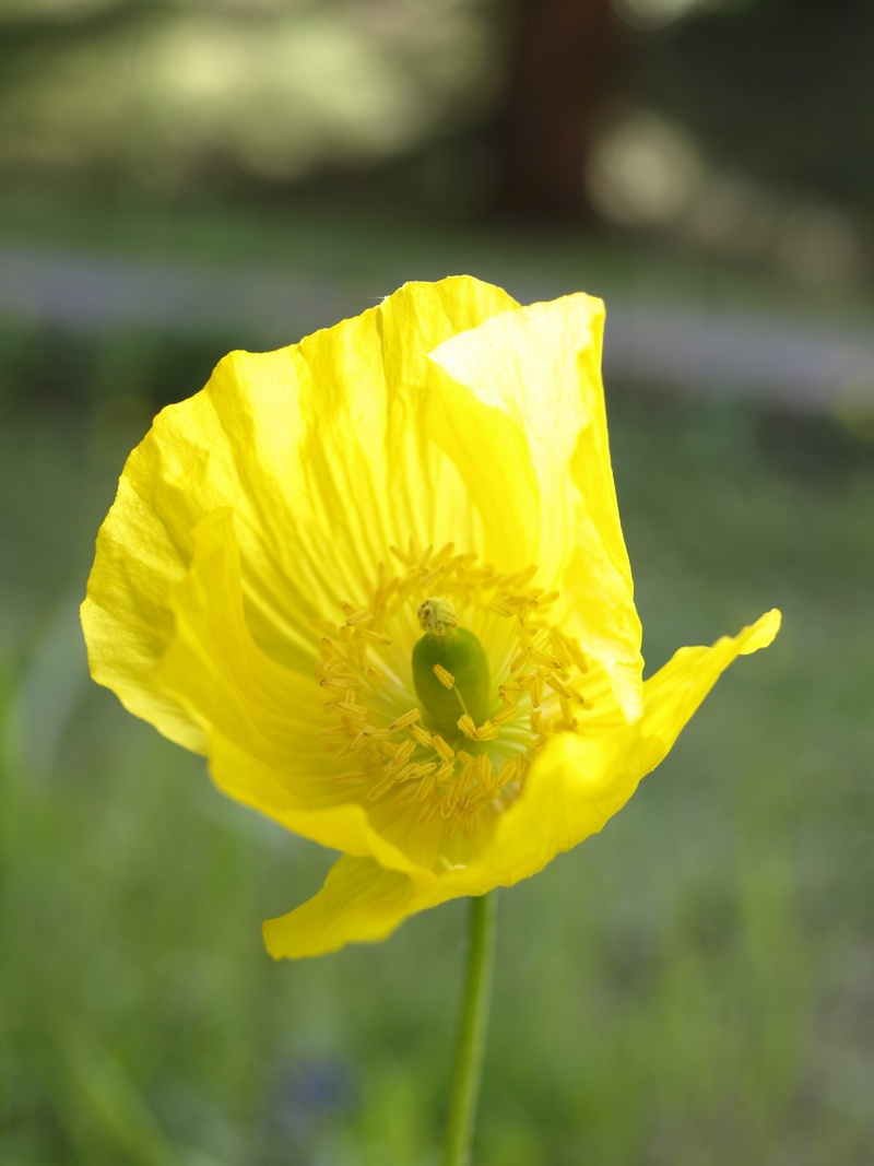 summer plant, flowering plant, garden, growth, flower head, nature, garden plant, summer, no people, pollination, petal, close-up, poppy flower, sun, bloom