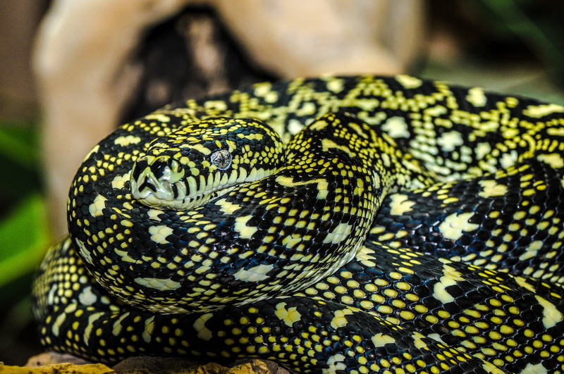 no people, animal body part, enlarge view, nature, animal eye, one animal, poisonous, reptile, wild, beauty in nature, animal themes, photography, animal markings