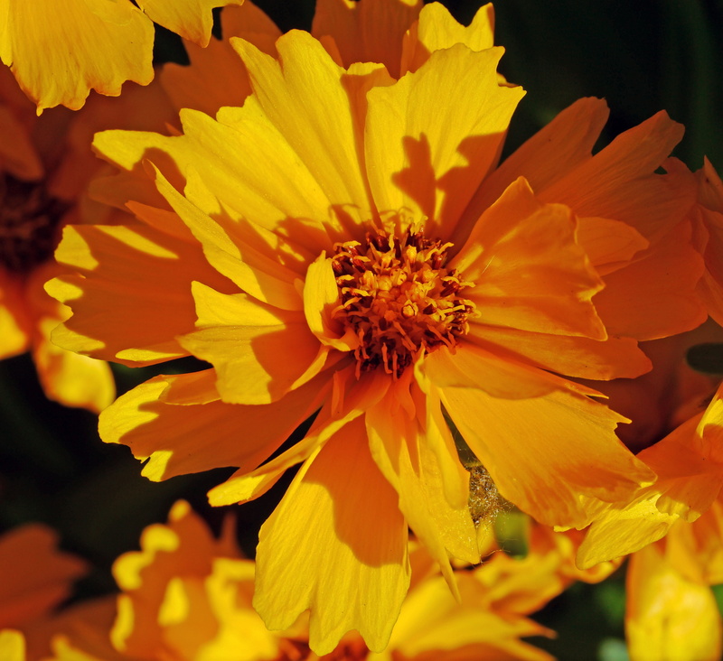 summer, flower head, floristry, hispanic, close, flowers, flower, freshness, petals, home garden, pollen, growth, summer flower, blossomed, flowering plant