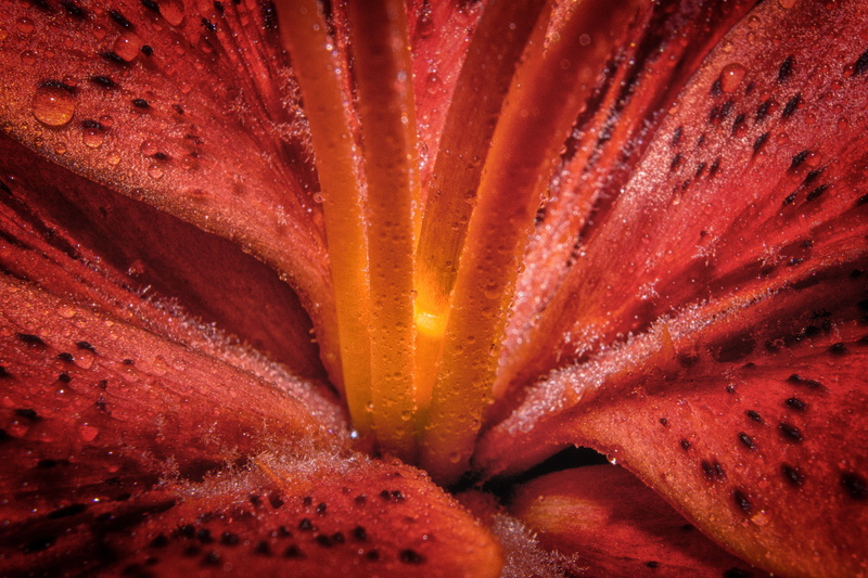 drip, no people, macro, water, heat - temperature, backgrounds, close up, extreme close-up, blossomed, red, celebration, blossom, indoors, bloom, 4K, wet
