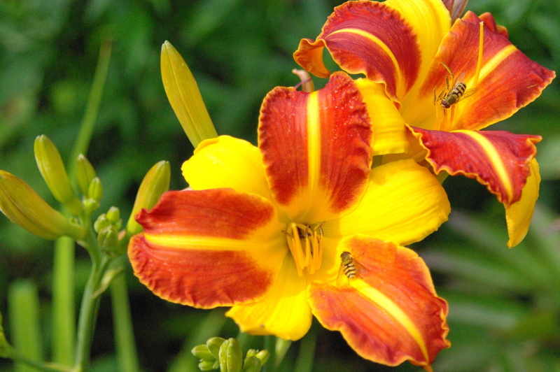 focus on foreground, growth, plant, daylily, fragility, natural, lily, no people, flowering plant, nature, botany, summer, petal, flower Head, day lily