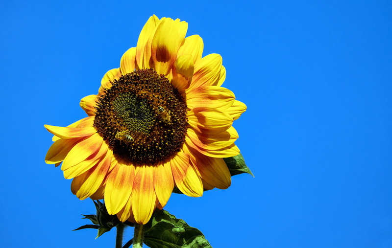 enlarge view, petal, late summer, agriculture, springtime, fragility, 4K, sepal, nature, pollen, flower, nectar, flowering plant, bees, sunflower, outdoors
