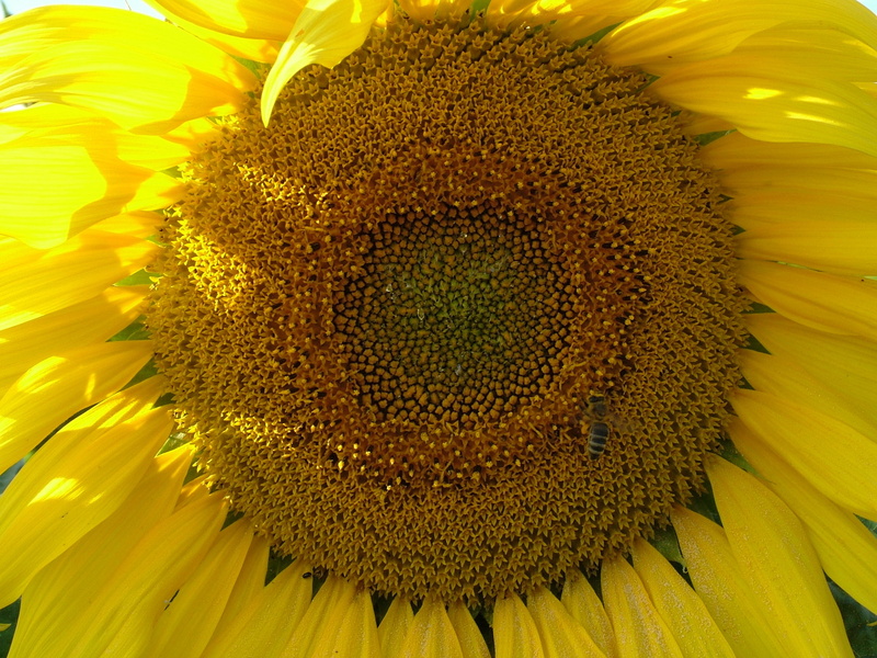 enlarge view, 2K, agriculture, close-up, flowering plant, yellow, Flower, summer, sunflower, stamen, close, inflorescence, growth, seed, outdoors, Sun Flower