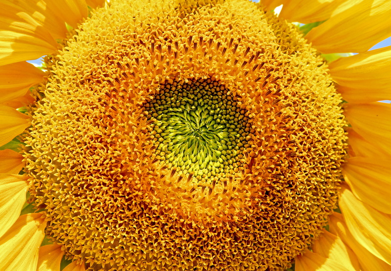 full frame, vulnerability, extreme close-up, seeds, flower, bright, field, fragility, flowering plant, growth, petals, plant, sunflower seeds, enlarge view