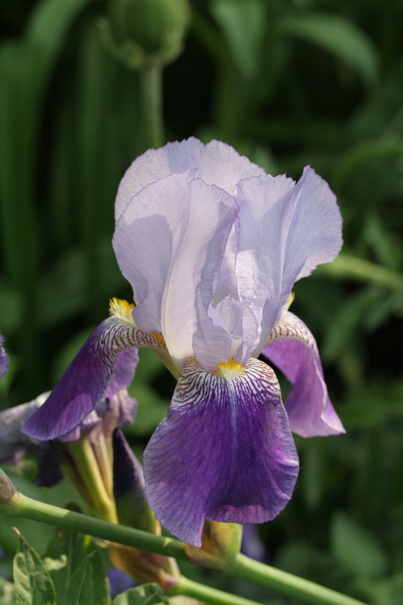 petal, freshness, growth, daylily, nature, Macro, Lily, 4K, inflorescence, iris, flower, sepal, plant, beauty in nature, enlarge view, Violet, Flower Garden