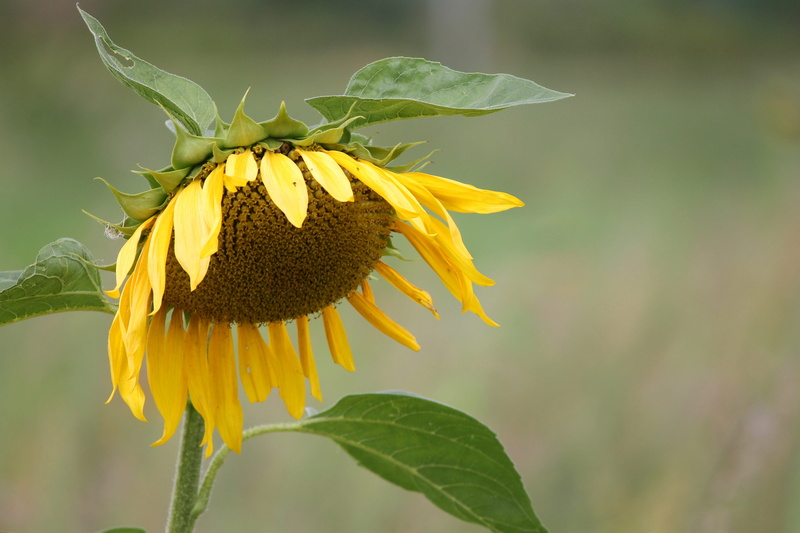 field, bloom, sunflower, outdoors, petals, freshness, flower head, of course, springtime, 4K, helianthus, flower, leaf, nature, petal, pollen, enlarge view