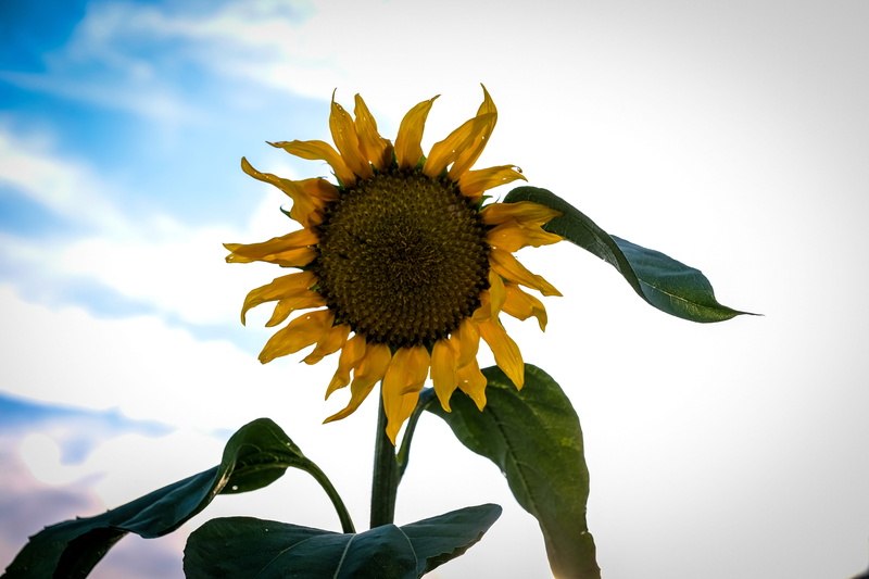 yellow, garden, no people, pollen, blossom, inflorescence, sepal, flowering plant, sunflower, plant, outdoors, flower, beauty in nature, leaf, sun flower