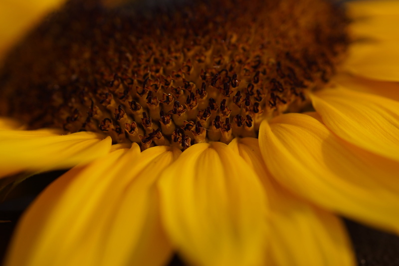 full frame, enlarge view, flowering plant, agriculture, close-up, growth, pollen, bloom, inflorescence, sunflower, close, fragility, summer, yellow, petal