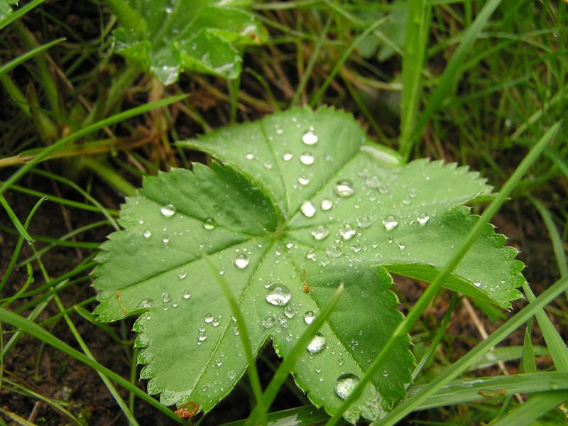 1080P, blade of grass, grasses, drop, wet, outdoors, leaves, raindrop, beauty in nature, growth, plant part, drop of water, vulnerability, no people, focus on foreground