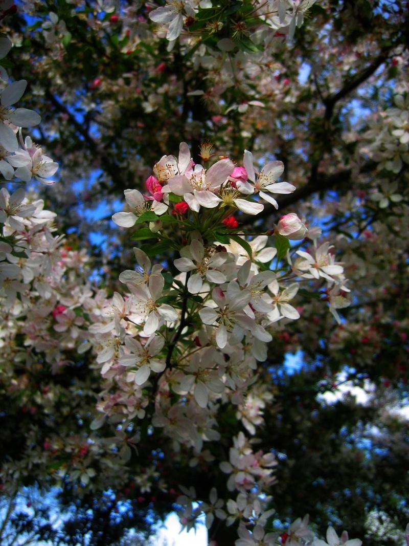 focus on foreground, flower head, outside, close-up, sky, branch, spring, plant, no people, bloom, 2K, beauty in nature, low angle view, outdoors, tree