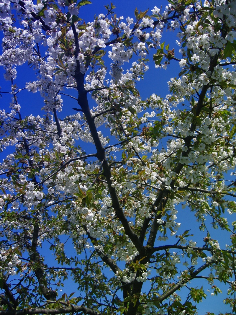 no people, flowers, cherry, nature, 2K, sky, sunlight, freshness, beauty in nature, enlarge view, backgrounds, outdoors, blossom, macro, plant, branch