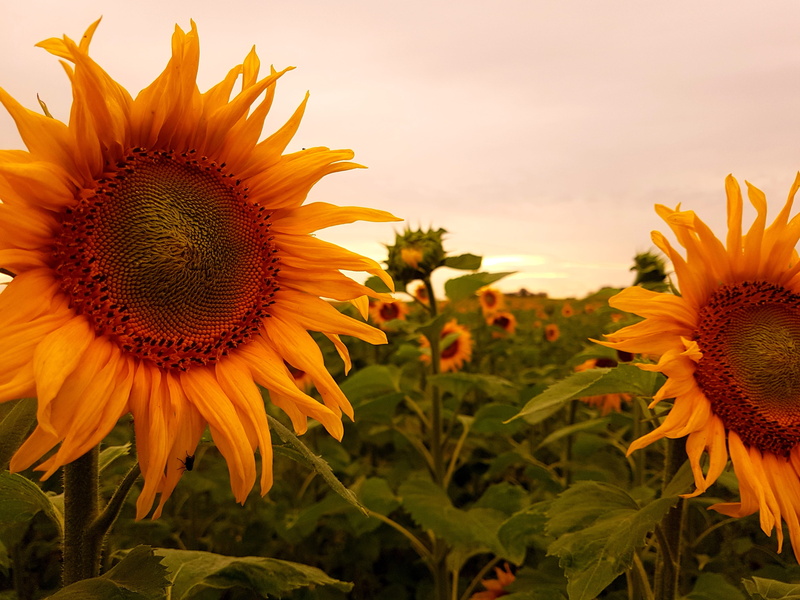 sunflower field, close-up, summer, no people, outdoors, pollen, sunflower, yellow, field, 4K, sky, beautiful, fragility, springtime, nature, inflorescence