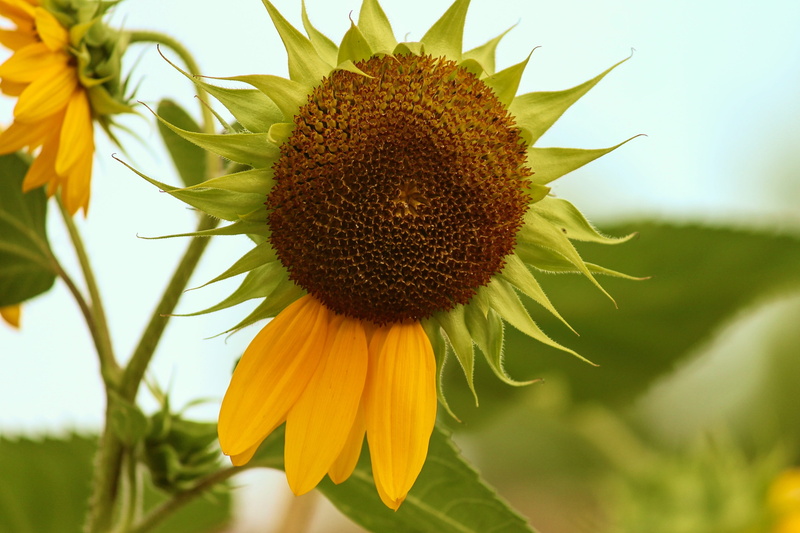 yellow flower, helianthus, yellow, growth, nature, outdoors, freshness, vulnerability, sky, beauty in nature, summer, pollen, sepal, flower head, verblühend