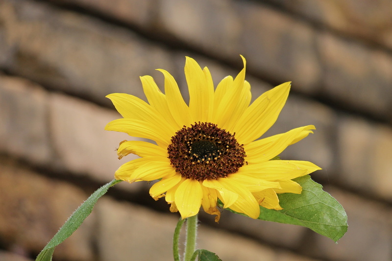 pollen, summer, yellow flower, bloom, colorful, blossom, flaming, freshness, flora, sunflower, garden, yellow, fragility, growth, close, nature, beautiful