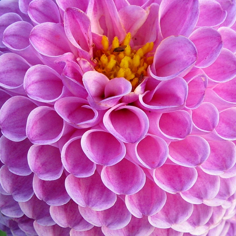 growth, nature, flower, pink color, vulnerability, freshness, full frame, flowering plant, fragility, flower head, photography, garden, enlarge view, petal
