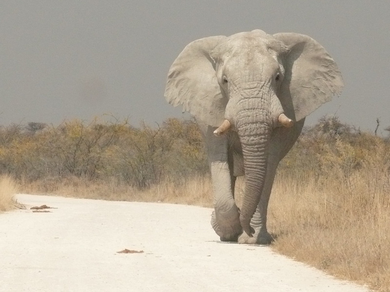 Elephant, animal trunk, daytime, africa, no people, african elephant, animal, national park, land, animal etosha, namibia, day, plant, front view, animal body part