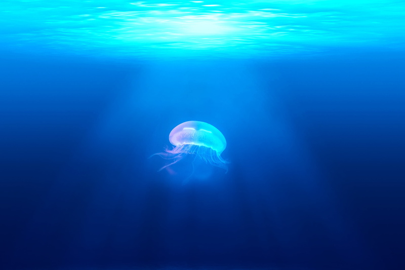 fish, sea life, no people, wildlife, beauty in nature, transparent, swimming, blue, jellyfish, nature, turquoise colored, sea, 2K, water, undersea, blue background