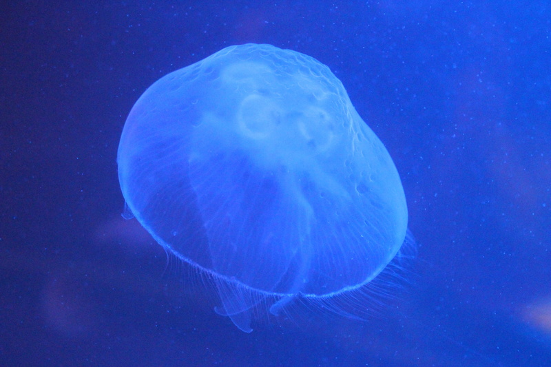 outdoors, animals in the wild, underwater, one animal, undersea, Sea, Jellyfish, aquarium, blue, sea life, floating on water, animal wildlife, Medusa, water
