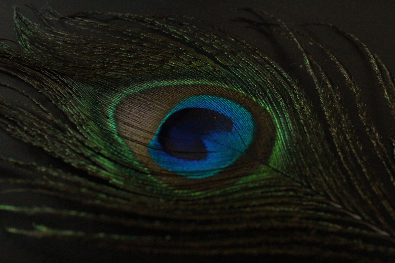 backgrounds, green, peacock, peacock feather, no people, 2K, textured effect, fragility, bird, multi colored, beauty in nature, single object, feather