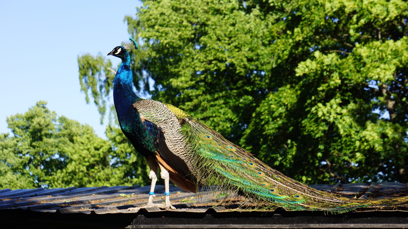 full length, tree, nature, outdoors, day, vertebrate, beauty in nature, green color, pavo cristatus, animal, no people, animal wildlife, peacock, one animal