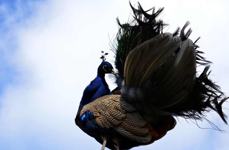 wildlife, ornamental birds, day, courtship, tree, 5K, animal themes, vertebrate, bird, feather, gorgeous, plant, galliformes, nature, outdoors, animal wildlife