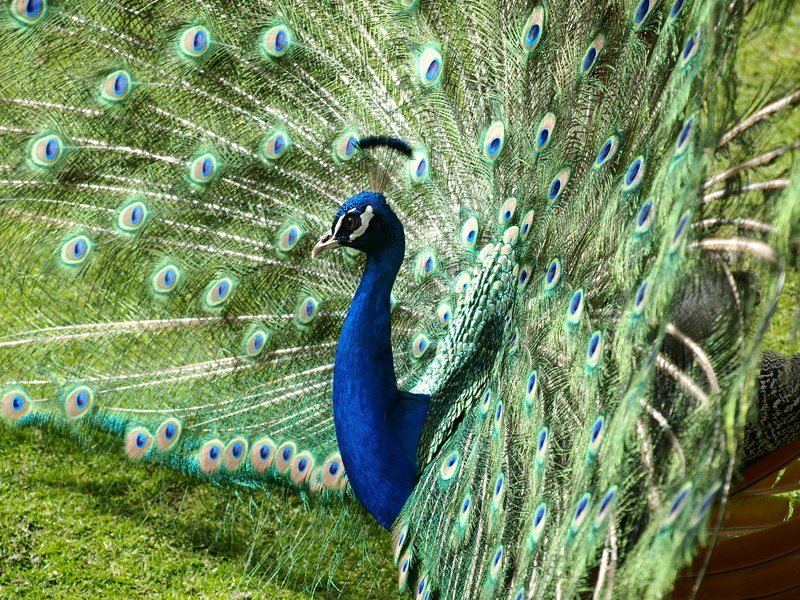 Bird, day, animal themes, Peacock, one animal, animal neck, animals in the wild, fanned out, outdoors, feather, bird, vertebrate, animal head, nature, peacock feather