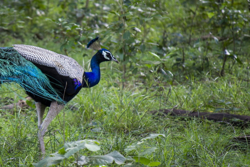 animals In The Wild, color Image, animal Neck, fauna, animals And Pets, Bird, animal wildlife, indian, blue, avian, pavo cristatus, Peacock, forest, aves