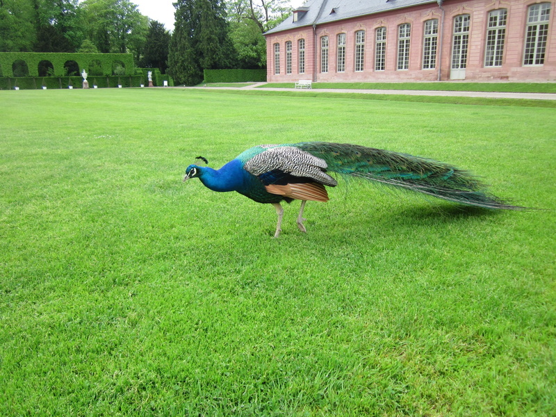 architecture, bird, animal, green color, animals in the wild, captive, nature, land, growth, garden park, grass, outdoors, day, one animal, animal wildlife
